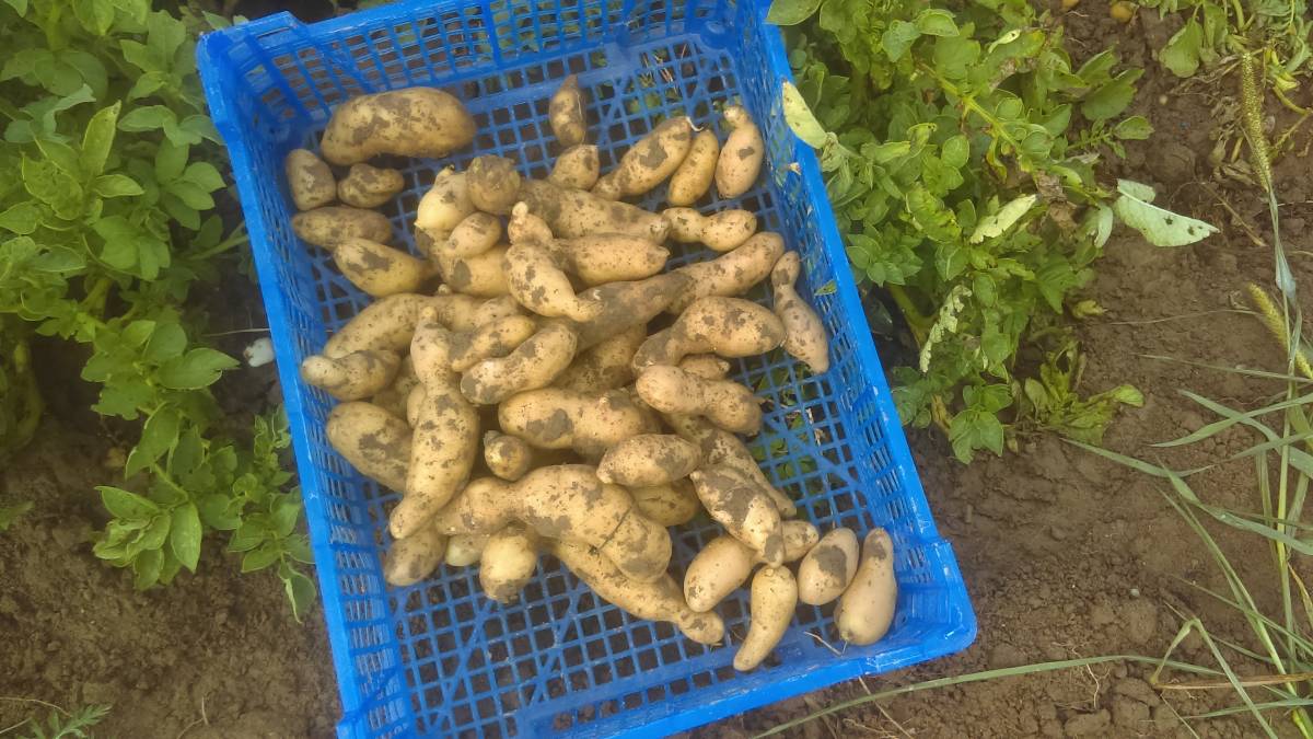 Pommes de terre Wittenheim