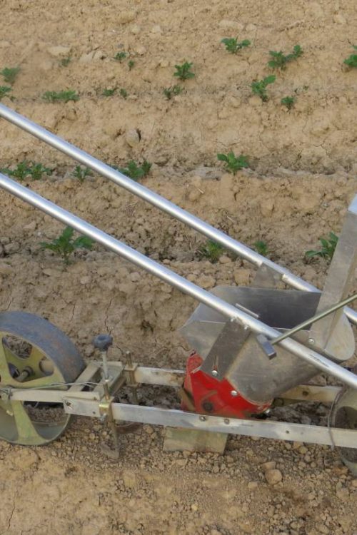 Plantation de carottes &agrave; Munwiller pr&egrave;s de Rouffach Saint-Louis 3