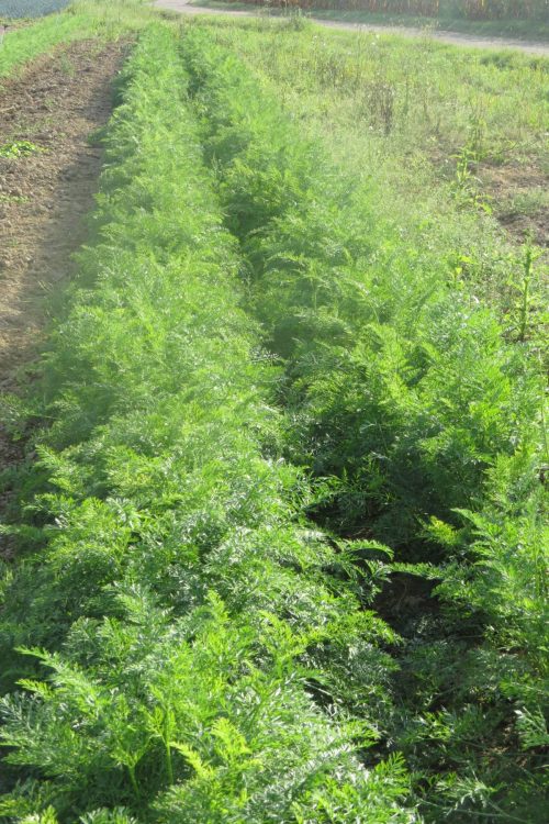 Plantation de carottes &agrave; Munwiller pr&egrave;s de Rouffach Guebwiller 2