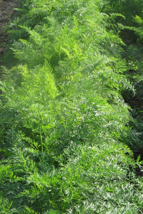 Plantation de carottes &agrave; Munwiller pr&egrave;s de Rouffach Belfort 1