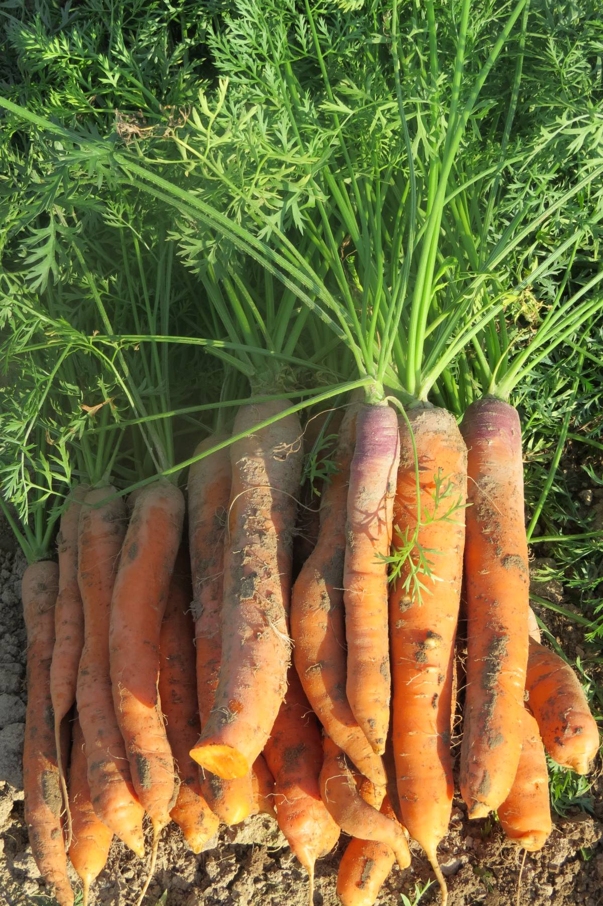 Les carottes Kingersheim