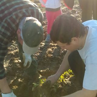 PISSENLIT 8 320X320 | Légumes de sylvie Mieux connaître le pissenlit Mulhouse 2