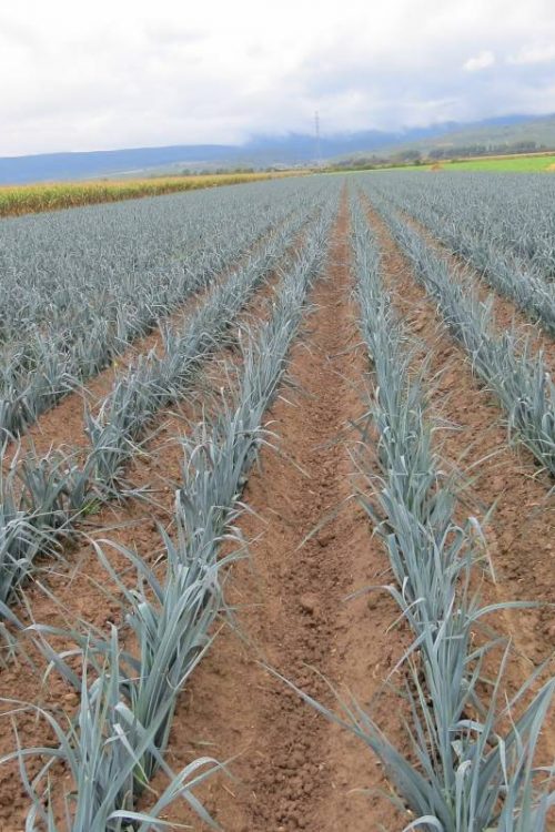 Plantation de poireaux &agrave; Munwiller pr&egrave;s de Rouffach Wittenheim 3