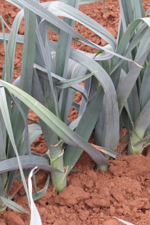 Plantation de poireaux &agrave; Munwiller pr&egrave;s de Rouffach Rixheim 2