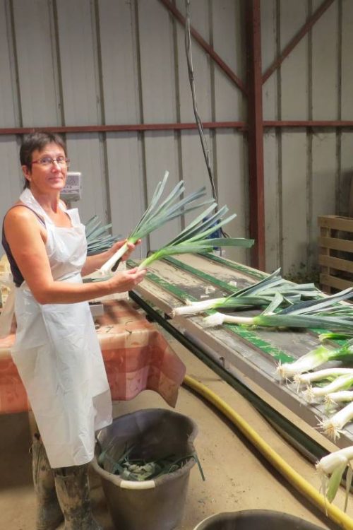 Plantation de poireaux &agrave; Munwiller pr&egrave;s de Rouffach Kingersheim 0