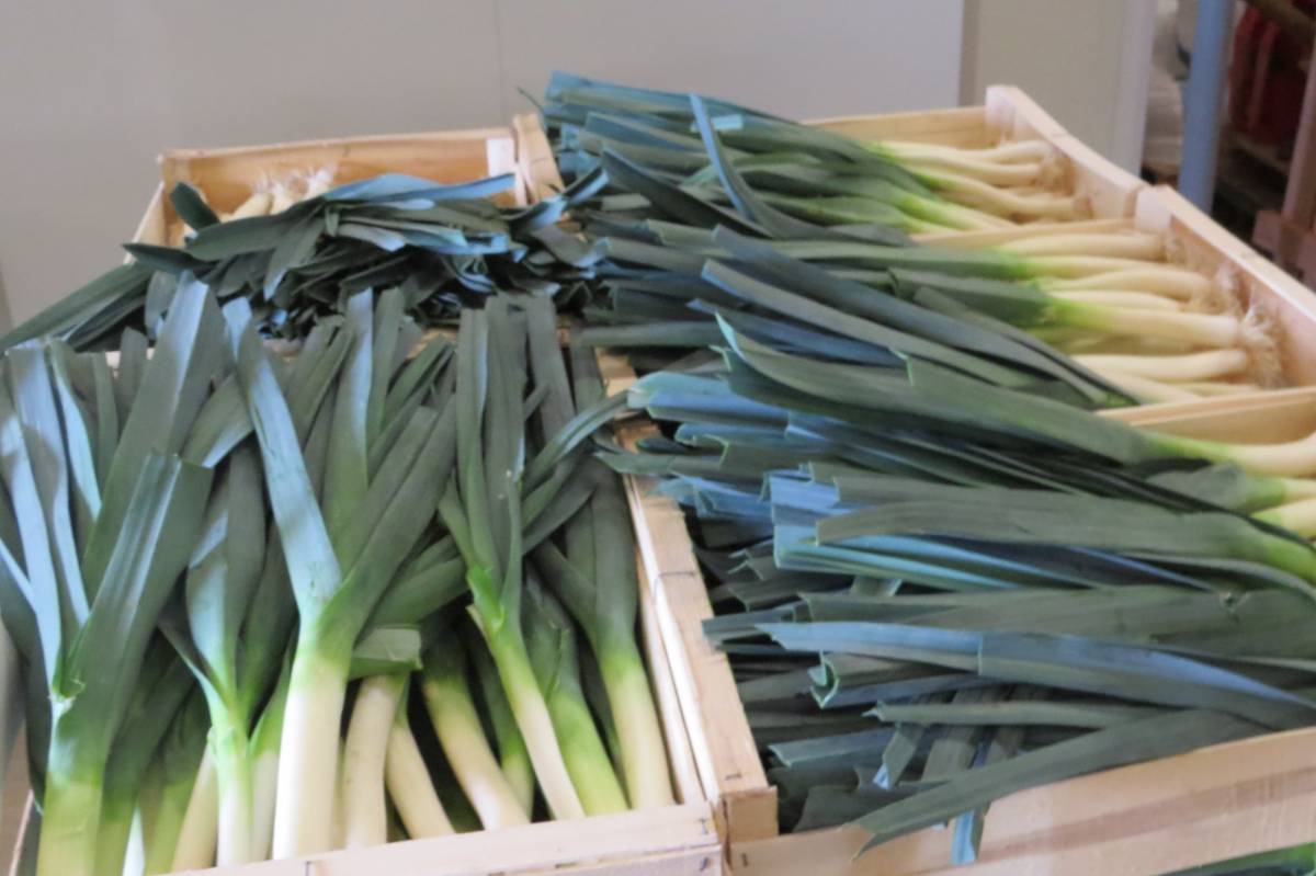 Pourquoi le poireau est-il un l&eacute;gume incontournable en hiver ? Saint-Di&eacute;-des-Vosges