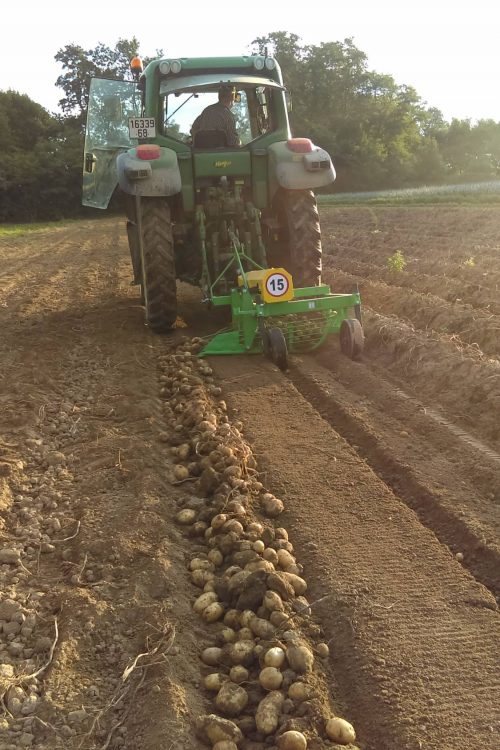 Plantation de pommes de terre &agrave; Munwiller pr&egrave;s de Rouffach Saint-Louis 0