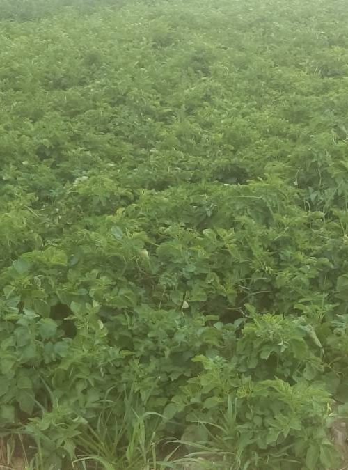 Plantation de pommes de terre &agrave; Munwiller pr&egrave;s de Rouffach Guebwiller 2