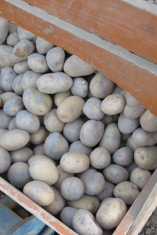 Plantation de pommes de terre &agrave; Munwiller pr&egrave;s de Rouffach Belfort 1