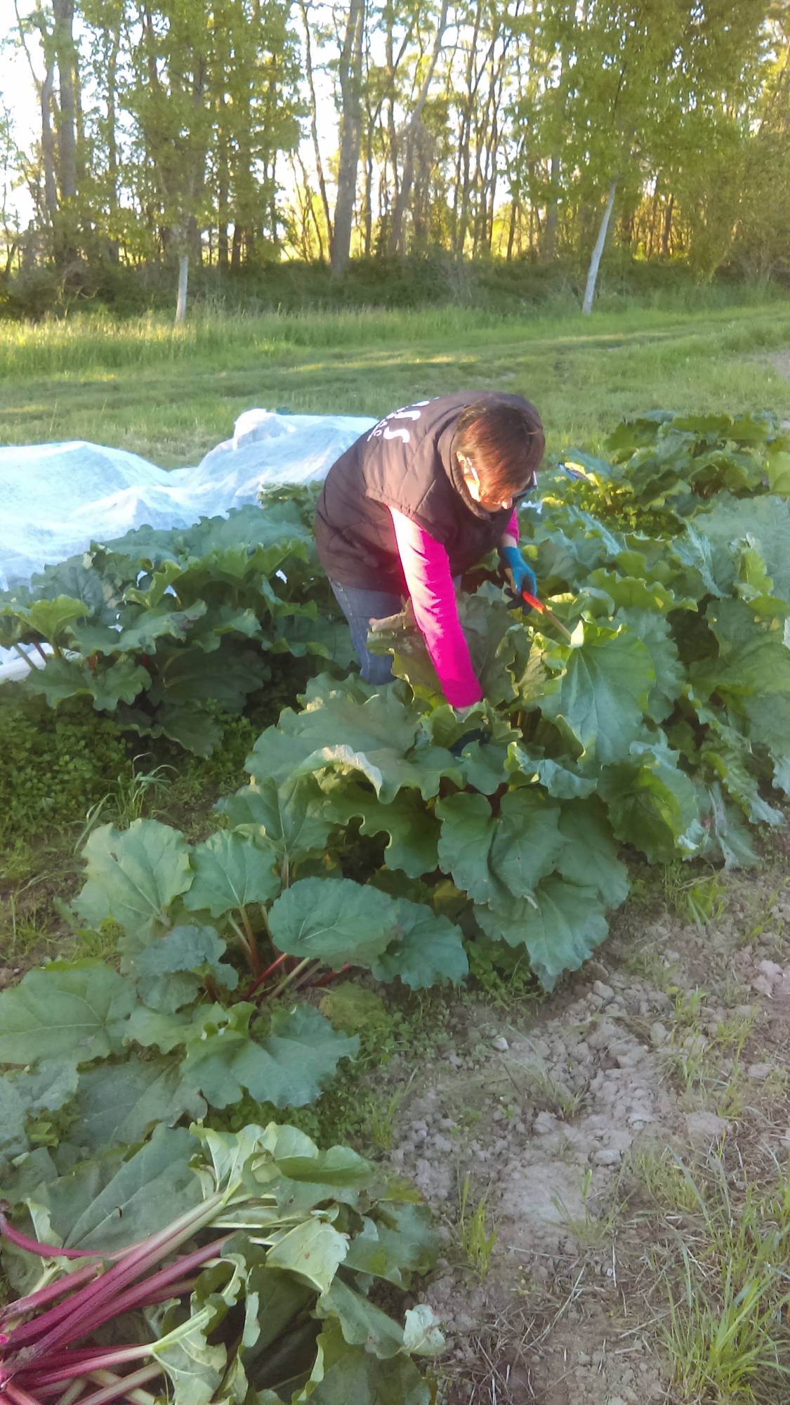 Contactez-nous pour toute commande de l&eacute;gumes ! Riedisheim