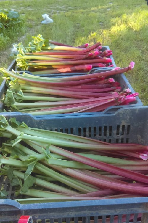Plantation de rhubarbe &agrave; Munwiller pr&egrave;s de Rouffach Colmar 0