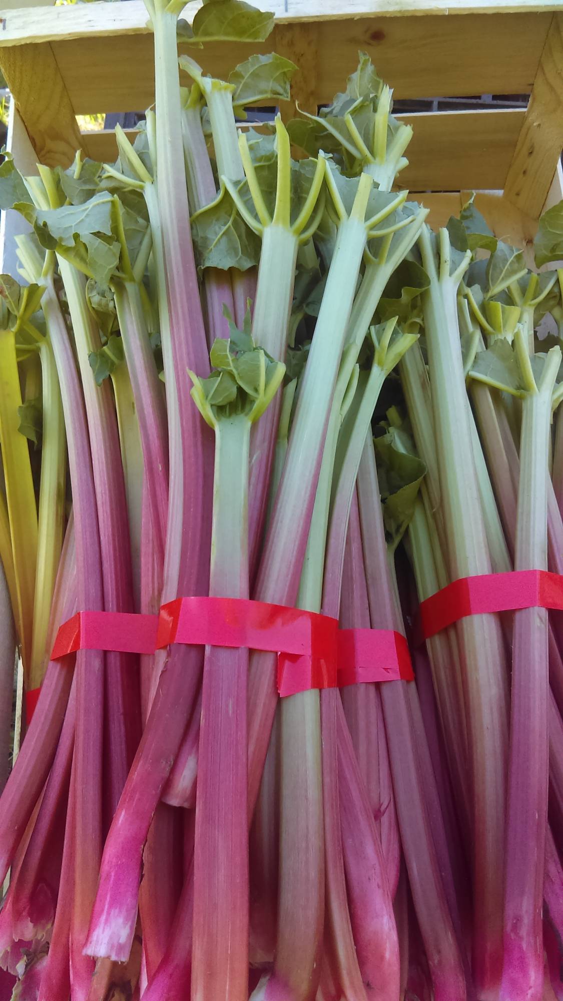 Plantation de rhubarbe &agrave; Munwiller pr&egrave;s de Rouffach Colmar