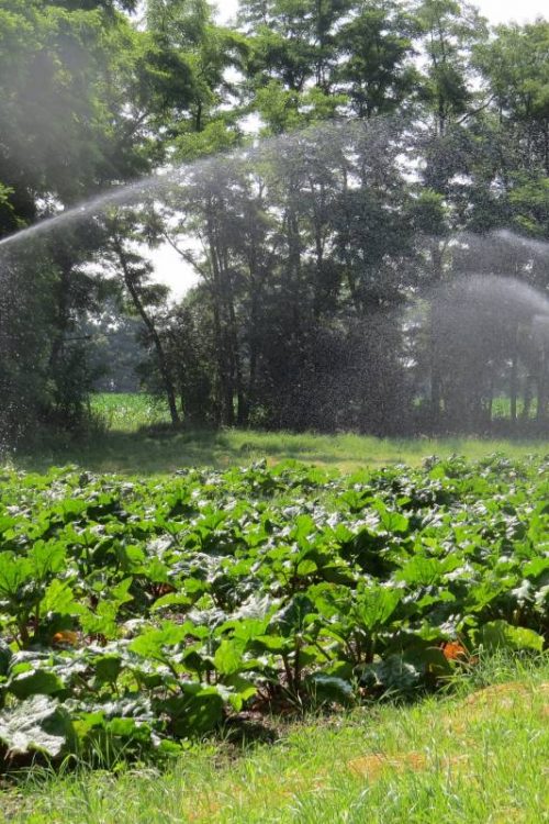Plantation de rhubarbe &agrave; Munwiller pr&egrave;s de Rouffach Illzach 3