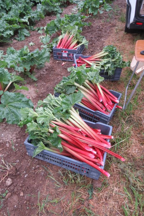 Plantation de rhubarbe &agrave; Munwiller pr&egrave;s de Rouffach Saint-Di&eacute;-des-Vosges 2