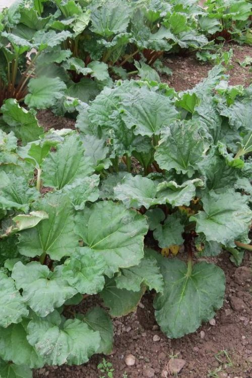 Plantation de rhubarbe &agrave; Munwiller pr&egrave;s de Rouffach S&eacute;lestat 1