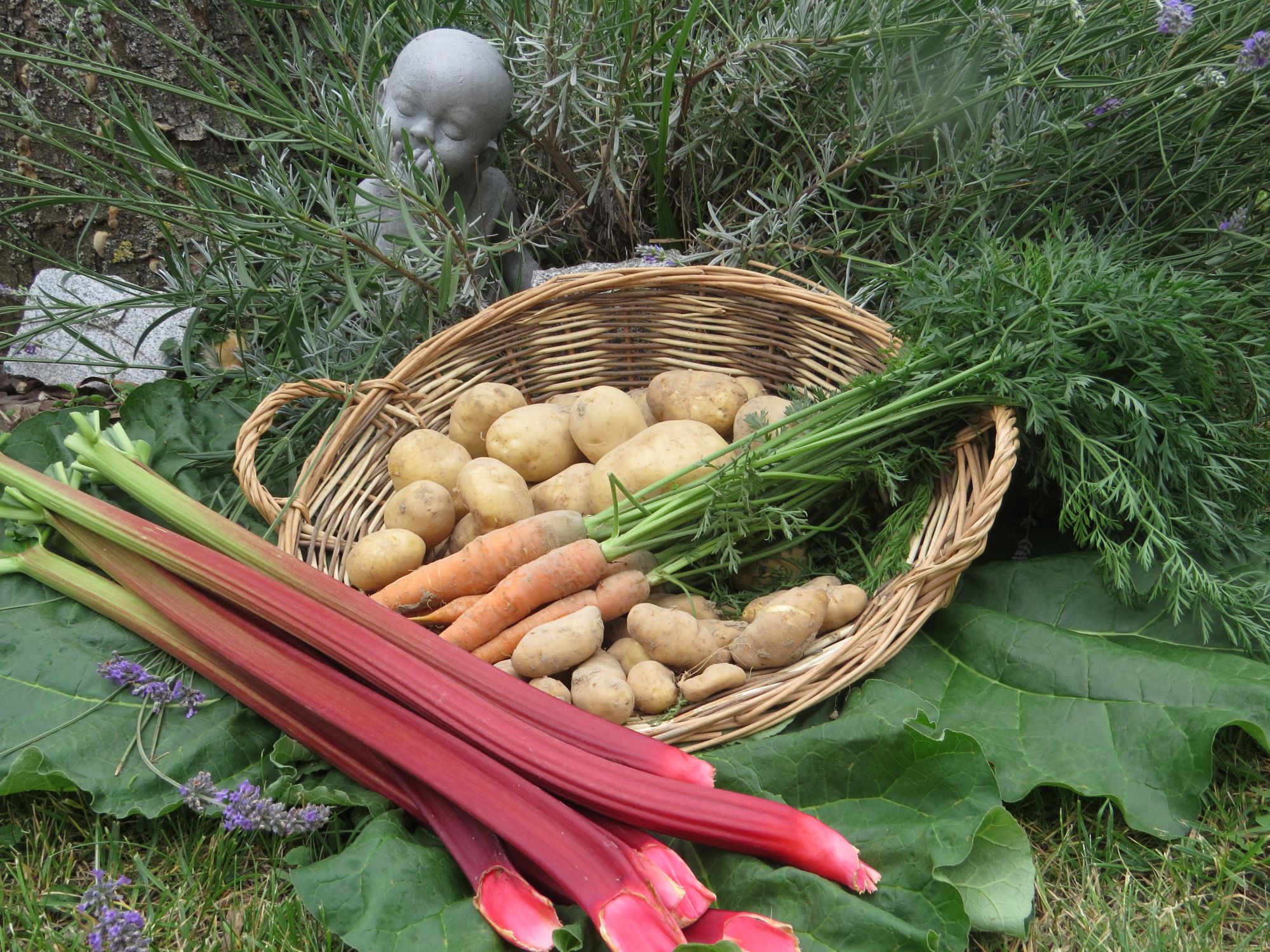IMG_2039 | Légumes de sylvie Comment choisir les meilleures variétés de pommes de terre pour vos plats d’hiver ? Saint-Dié-des-Vosges