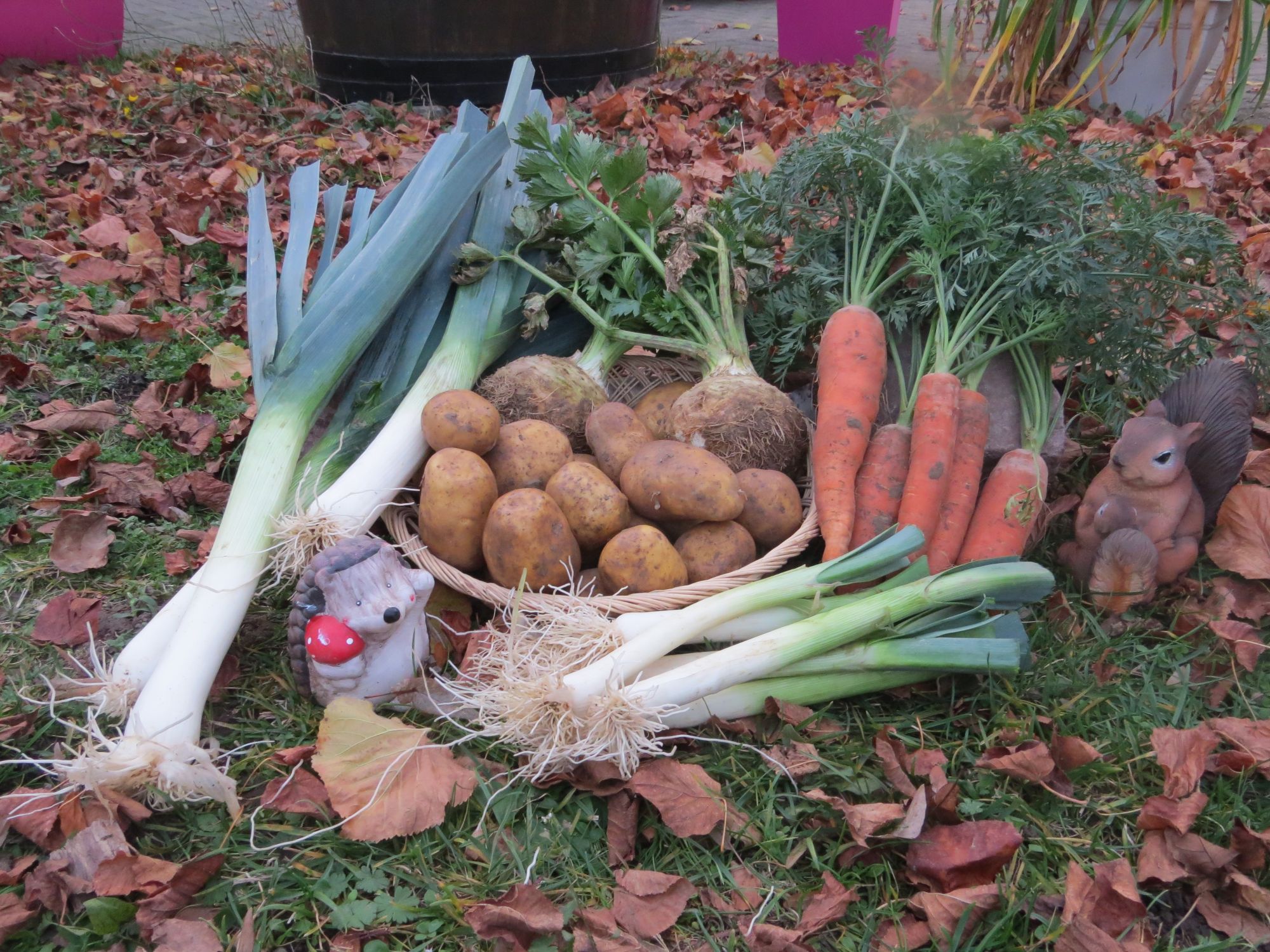 IMG_2298 | Légumes de sylvie À propos des Légumes de Sylvie Wittenheim 3