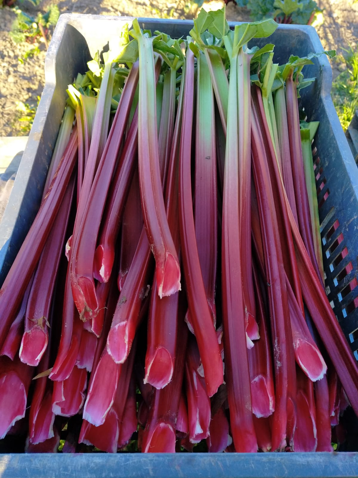 IMG 20210424 WA0003 2 | Légumes de sylvie Travaux de printemps Rixheim 4