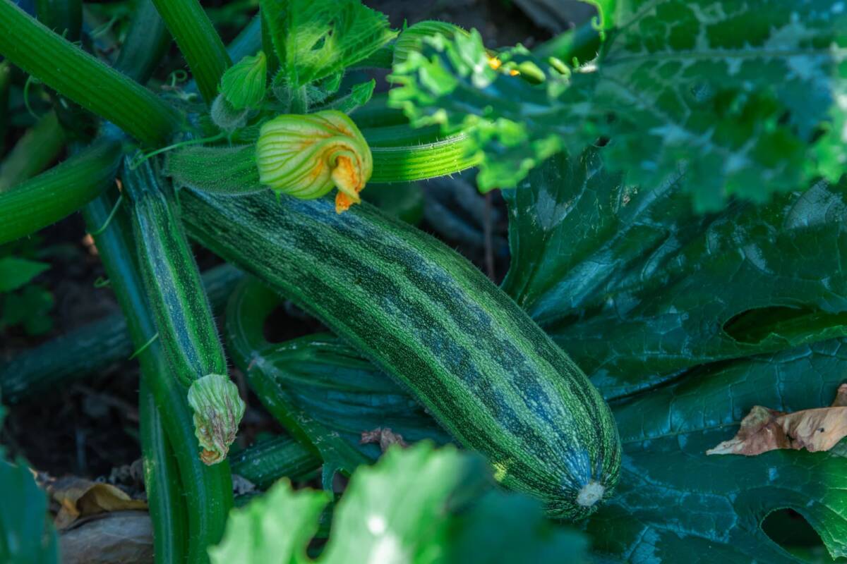 BIENFAITS_COURGETTES | Légumes de sylvie À propos des Légumes de Sylvie Kingersheim 1
