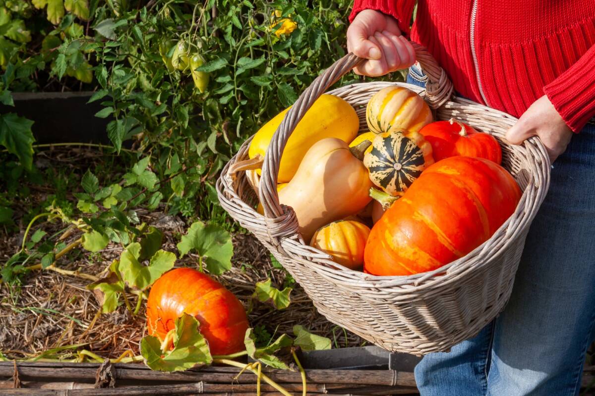 Comment r&eacute;ussir la cuisson parfaite des courges sans les ramollir ? Colmar