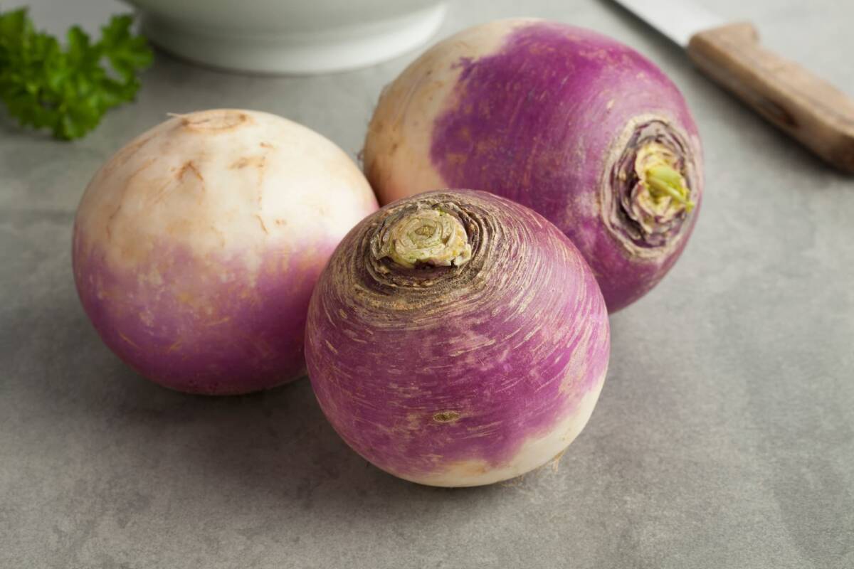 Navets oubli&eacute;s : quelles vari&eacute;t&eacute;s anciennes red&eacute;couvrir cet automne ? Wittenheim