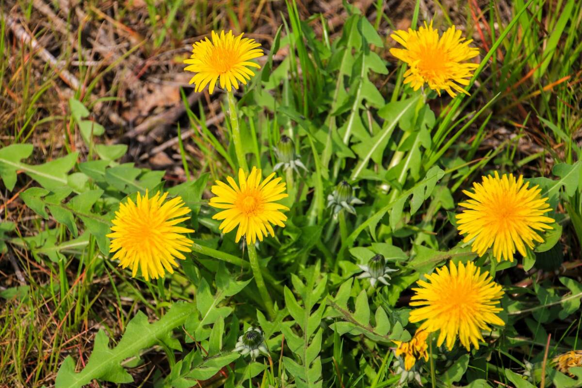 Le pissenlit au jardin : ami ou ennemi ? Kingersheim