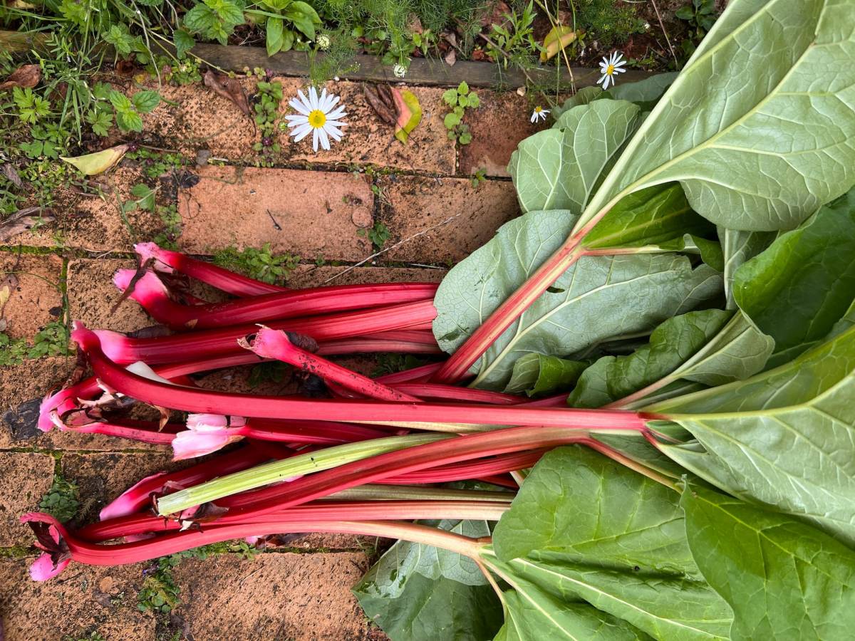 Pourquoi la rhubarbe est-elle un atout pour votre digestion au printemps ? Wittenheim