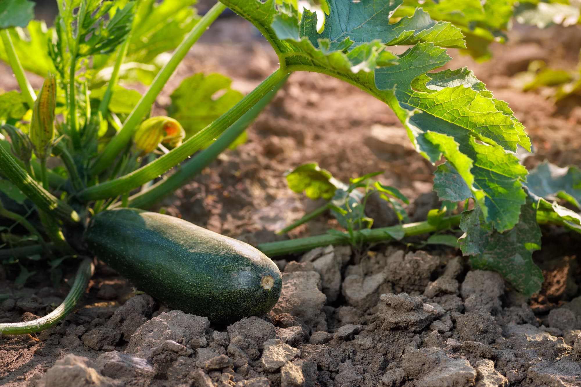 ADOBESTOCK_627244649 | Légumes de sylvie Comment reconnaître et cuisiner une courgette trop mûre sans la gaspiller ? Colmar 0