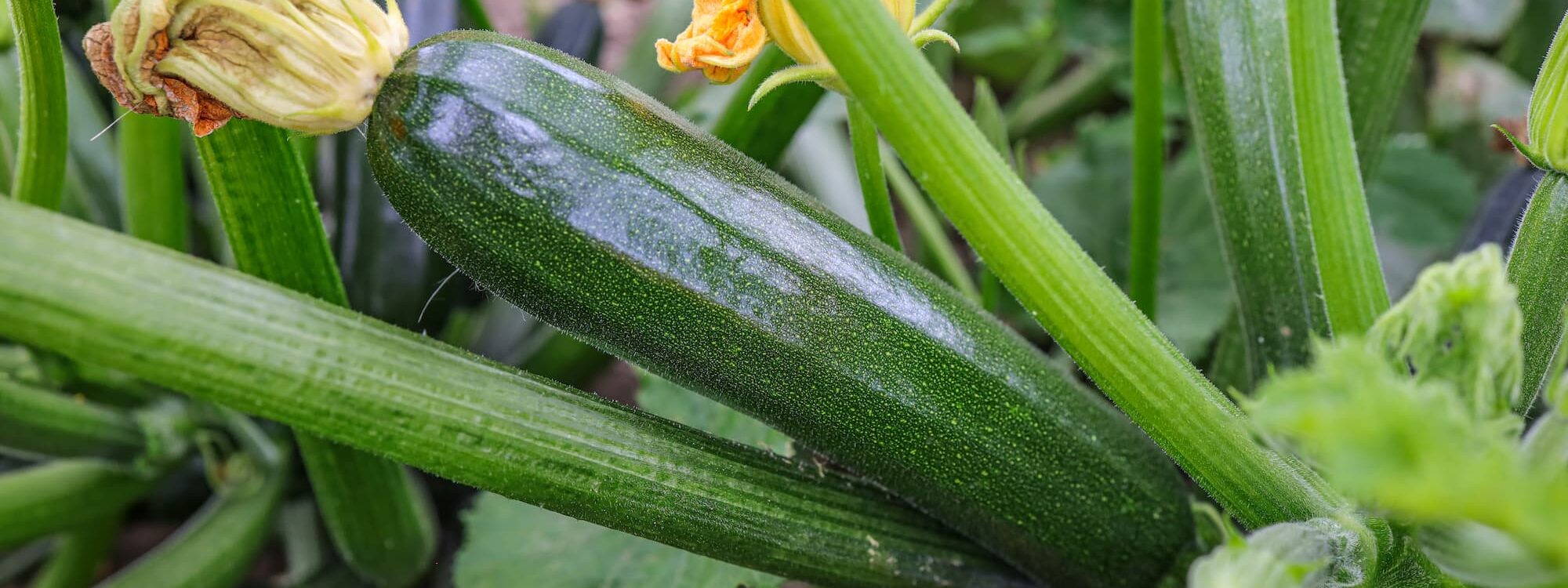 ADOBESTOCK_647410604 2000X750 | Légumes de sylvie Comment reconnaître et cuisiner une courgette trop mûre sans la gaspiller ? Colmar