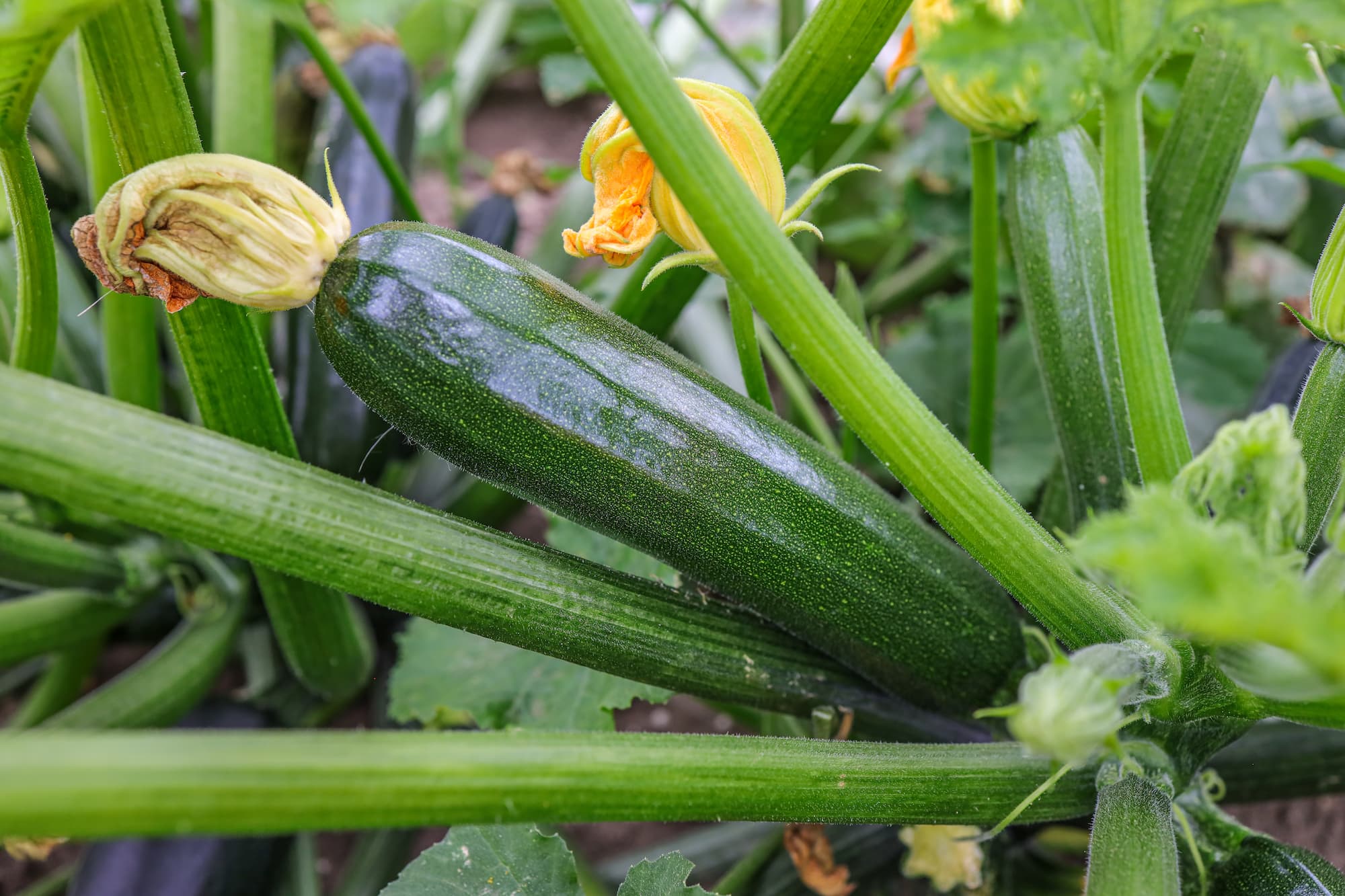 Comment reconna&icirc;tre et cuisiner une courgette trop m&ucirc;re sans la gaspiller ? Colmar